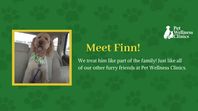 Broad Ripple Pet Wellness Clinic Picture 1