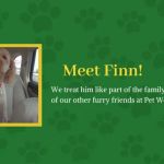 Broad Ripple Pet Wellness Clinic