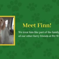 Broad Ripple Pet Wellness Clinic ico