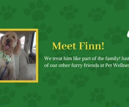 Broad Ripple Pet Wellness Clinic