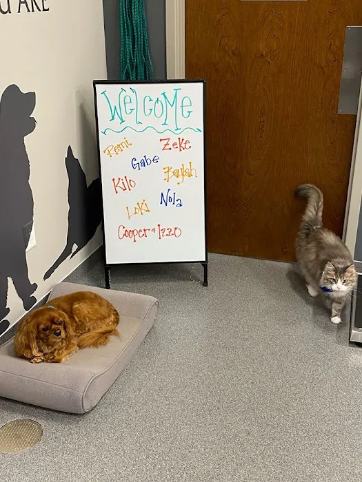 Broad Ripple Pet Wellness Clinic Picture 3