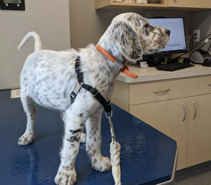 Broad Ripple Pet Wellness Clinic Picture 4