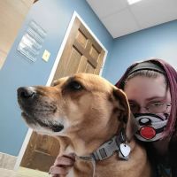 Noah's Animal Hospital & 24 HR Emergency Center ico