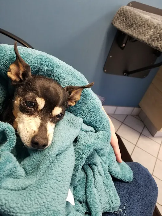 Noah's Animal Hospital & 24 HR Emergency Center Picture 3