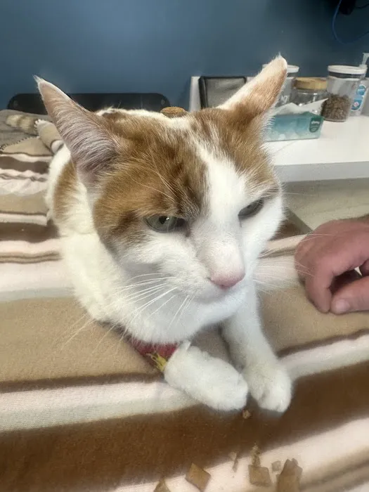 Noah's Animal Hospital & 24 HR Emergency Center Picture 5