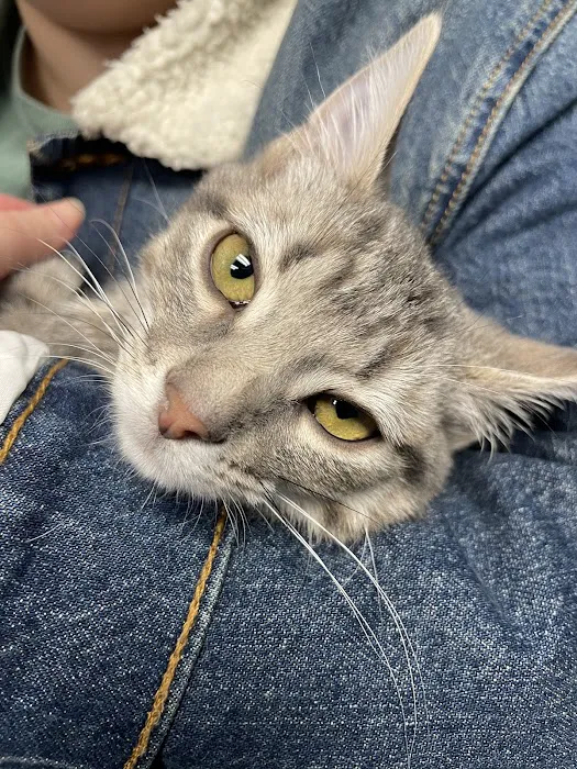 Noah's Animal Hospital & 24 HR Emergency Center Picture 2