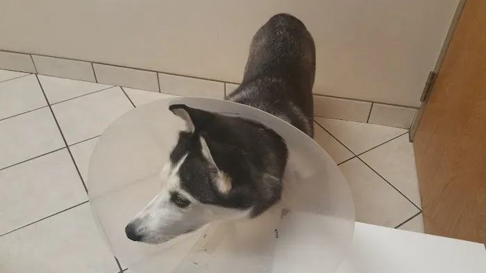Noah's Animal Hospital & 24 HR Emergency Center Picture 8