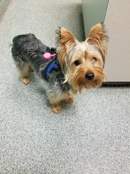 Noah's Animal Hospital & 24 HR Emergency Center Picture 9