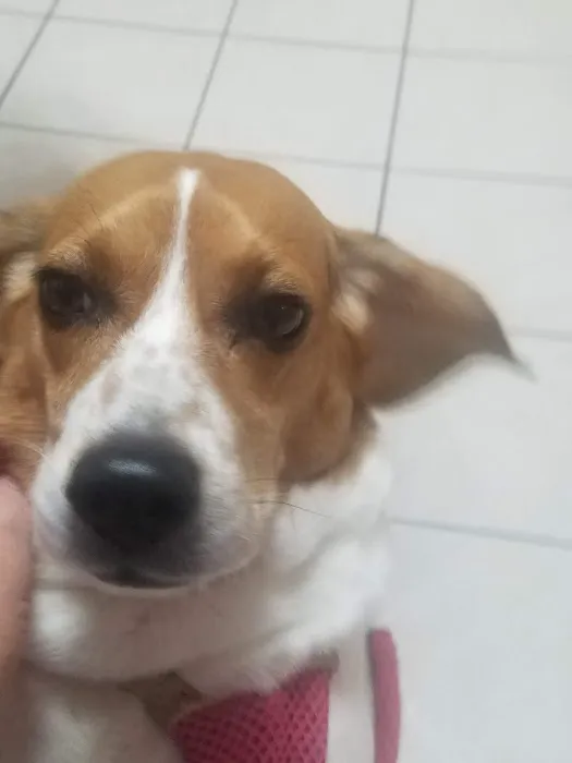 Noah's Animal Hospital & 24 HR Emergency Center Picture 7