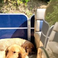 Daisy Lane Veterinary Clinic ico