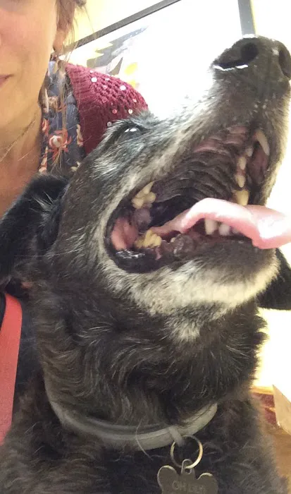 Daisy Lane Veterinary Clinic Picture 8