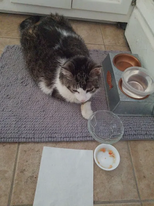 Daisy Lane Veterinary Clinic Picture 7