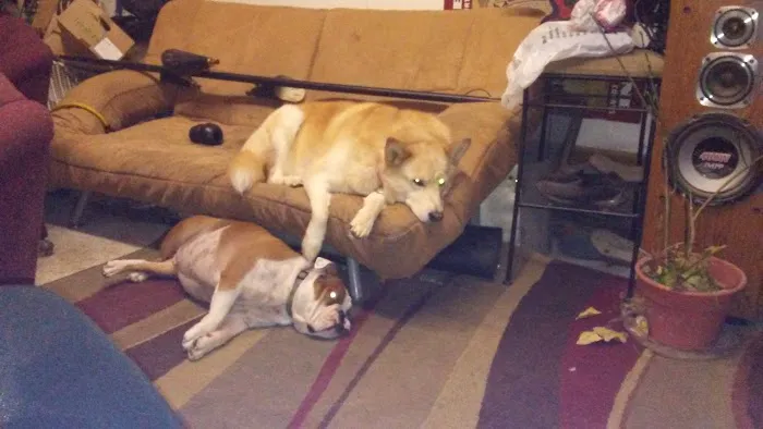 Daisy Lane Veterinary Clinic Picture 6