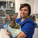 Texas Veterinary Hospitals