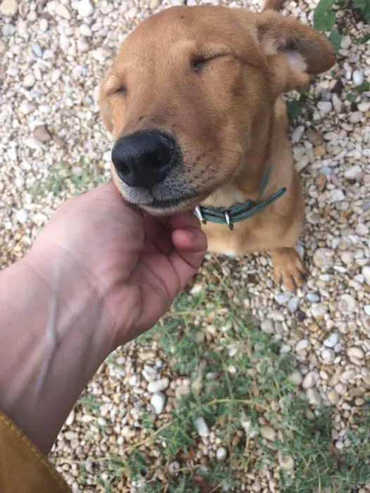 Texas Veterinary Hospitals Picture 9