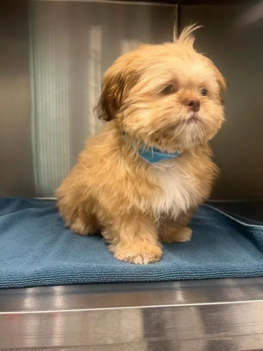VetCheck Pet Urgent Care Center - Indianapolis Picture 8