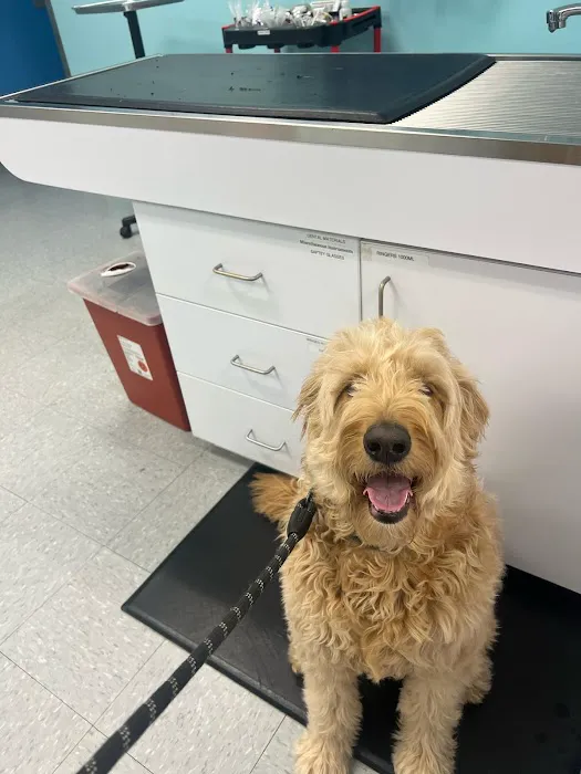 VetCheck Pet Urgent Care Center - Indianapolis Picture 5