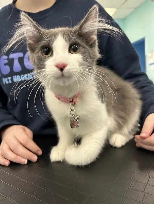 VetCheck Pet Urgent Care Center - Indianapolis Picture 1