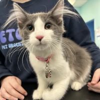 VetCheck Pet Urgent Care Center - Indianapolis ico
