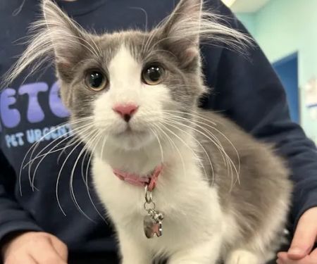 VetCheck Pet Urgent Care Center - Indianapolis