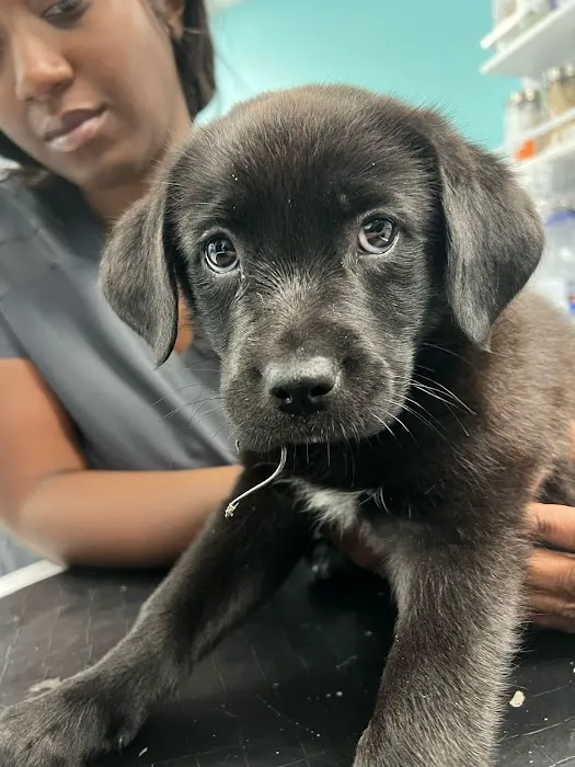 VetCheck Pet Urgent Care Center - Indianapolis Picture 4