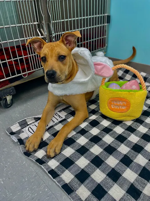 VetCheck Pet Urgent Care Center - Indianapolis Picture 6