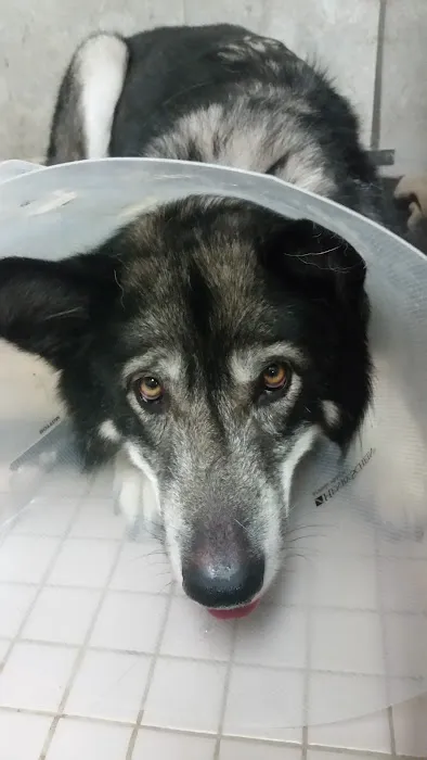 Noah's Stop 11 Animal Hospital Picture 6