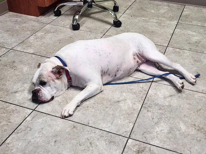 Noah's Stop 11 Animal Hospital Picture 8