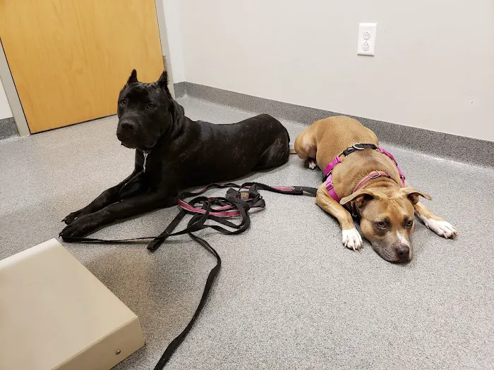 Binford Pet Wellness Clinic Picture 2