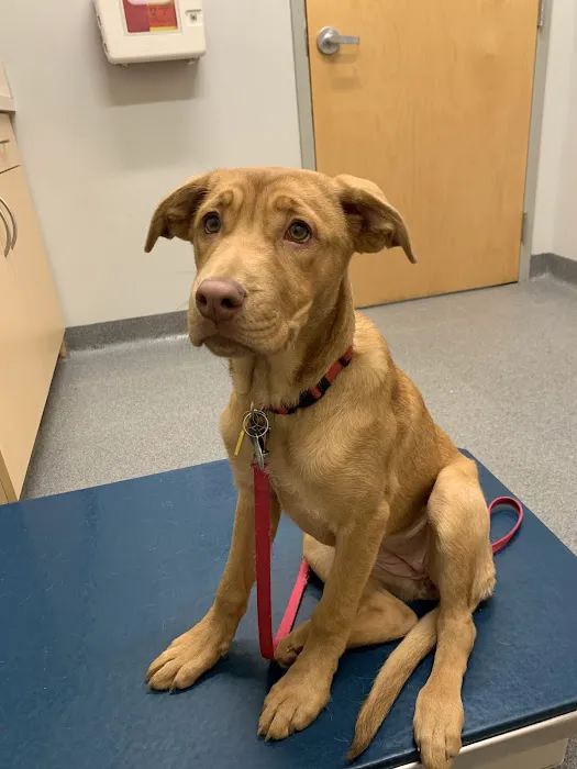 Binford Pet Wellness Clinic Picture 8