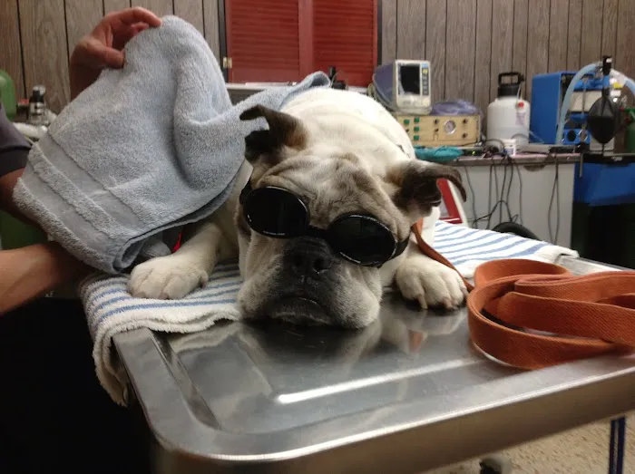 Franklin Falls Animal Clinic Picture 2