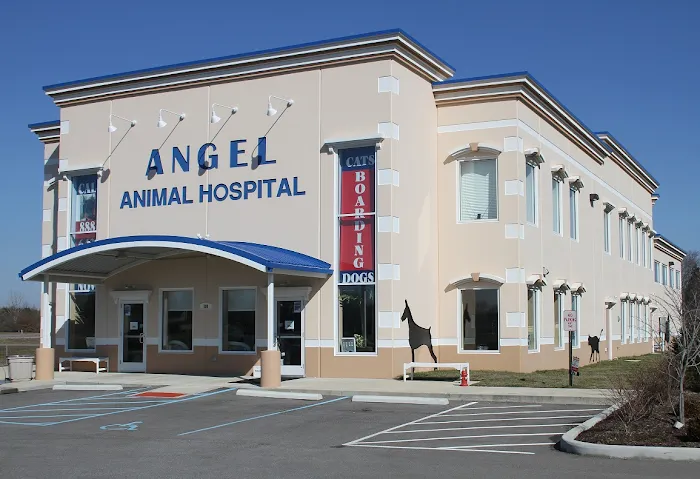 Angel Animal Hospital Picture 7