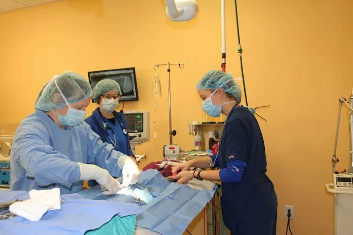 Angel Animal Hospital Picture 3