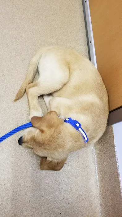 Angel Animal Hospital Picture 4