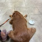 Sugar Grove Animal Hospital: Beisinger Richard DVM