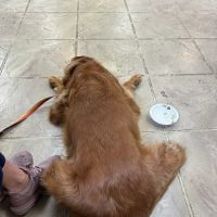Sugar Grove Animal Hospital: Beisinger Richard DVM ico