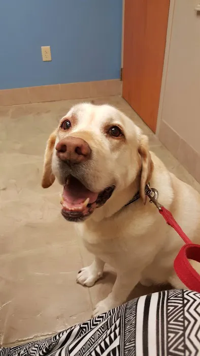 VCA Sugar Grove Animal Hospital Picture 3