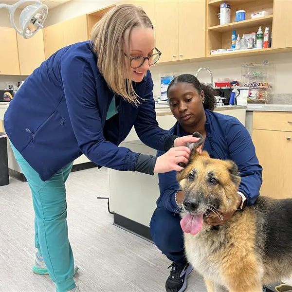Avon Pet Wellness Clinic Picture 2