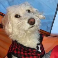 Decatur Veterinary Clinic ico