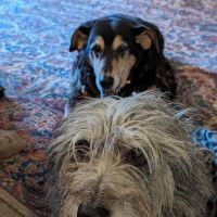 Augusta Animal Clinic ico