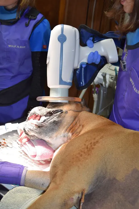 Brownsburg Animal Clinic Picture 7