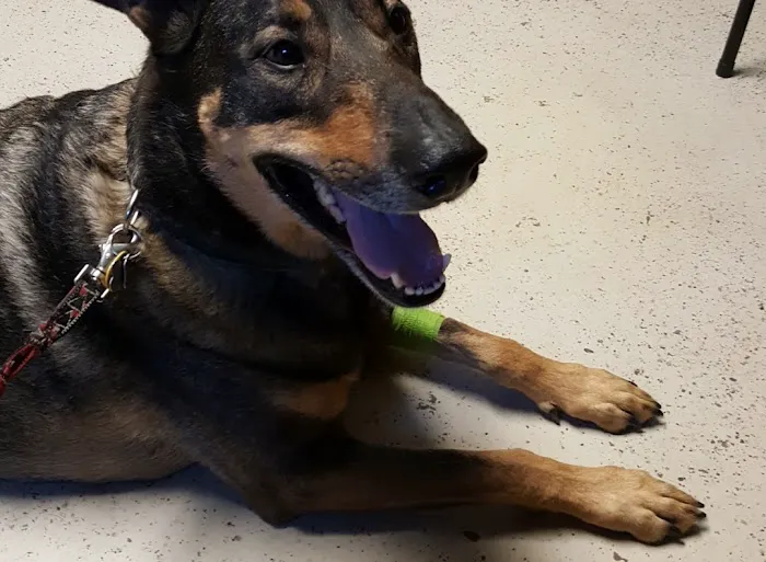 Brownsburg Animal Clinic Picture 9
