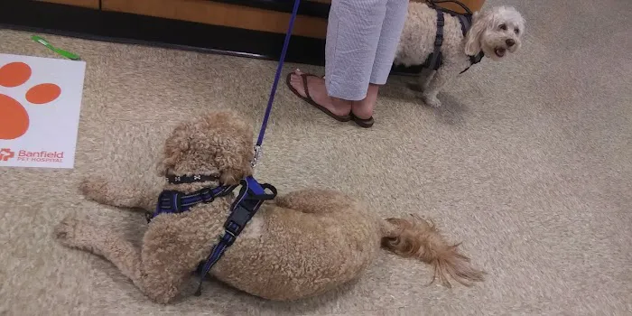 Banfield Pet Hospital Picture 6