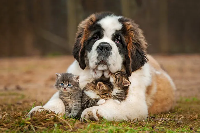 College Park Pet Wellness Clinic Picture 4