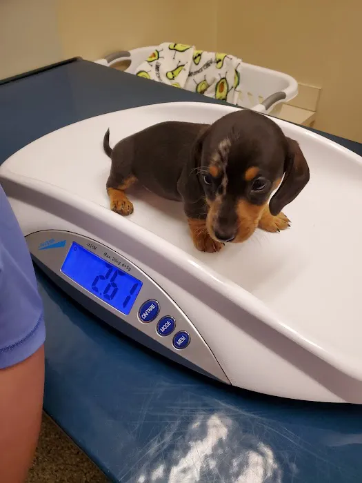 College Park Pet Wellness Clinic Picture 1