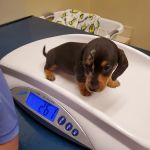 College Park Pet Wellness Clinic