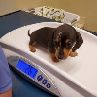 College Park Pet Wellness Clinic ico