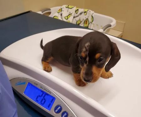 College Park Pet Wellness Clinic