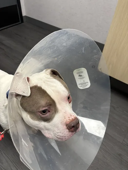 VCA Animal Hospitals Urgent Care - College Park Picture 3