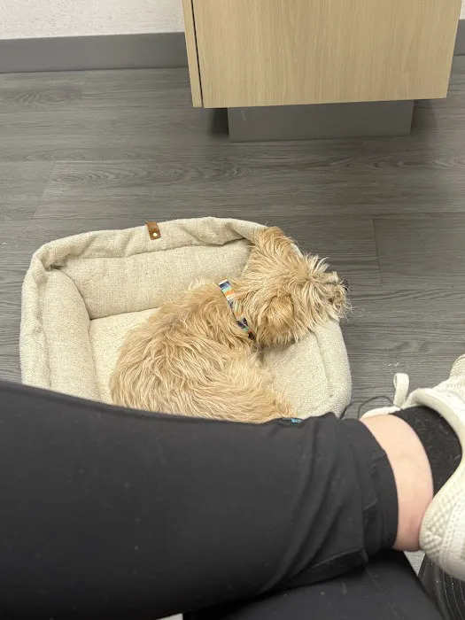 VCA Animal Hospitals Urgent Care - College Park Picture 4